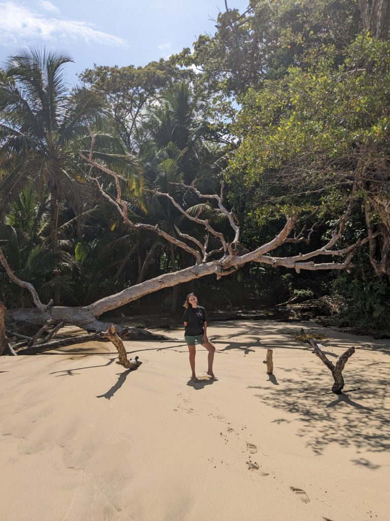 Lucious Jungle in the background (Wizard Beach) 