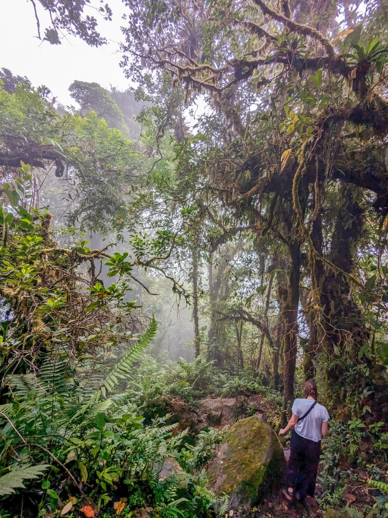 Views of the dense cloud rainforest in Boquete Panama (this was on the El Pianista Trail)