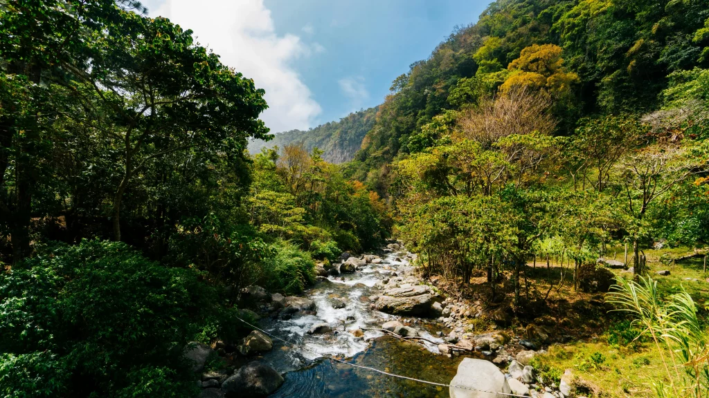Views of the cloud forest and mountain stream near Boquete Panama in the Chiriquí Province. 