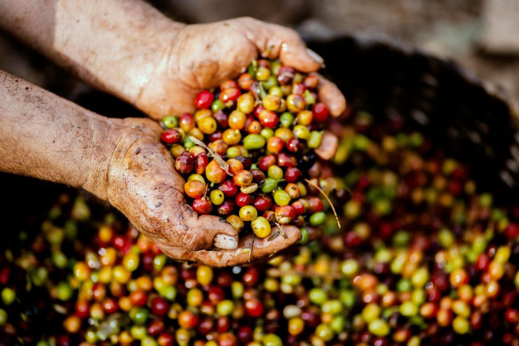 Hands full of unroasted Coffee Beans 