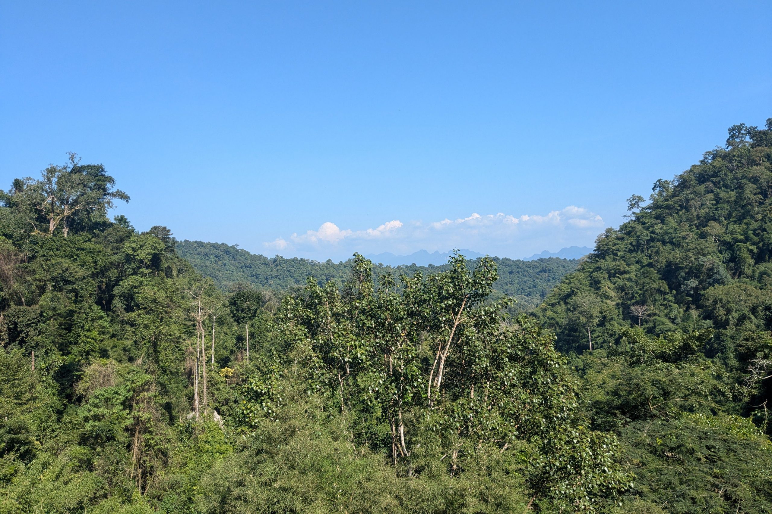 The image shows lush green jungle