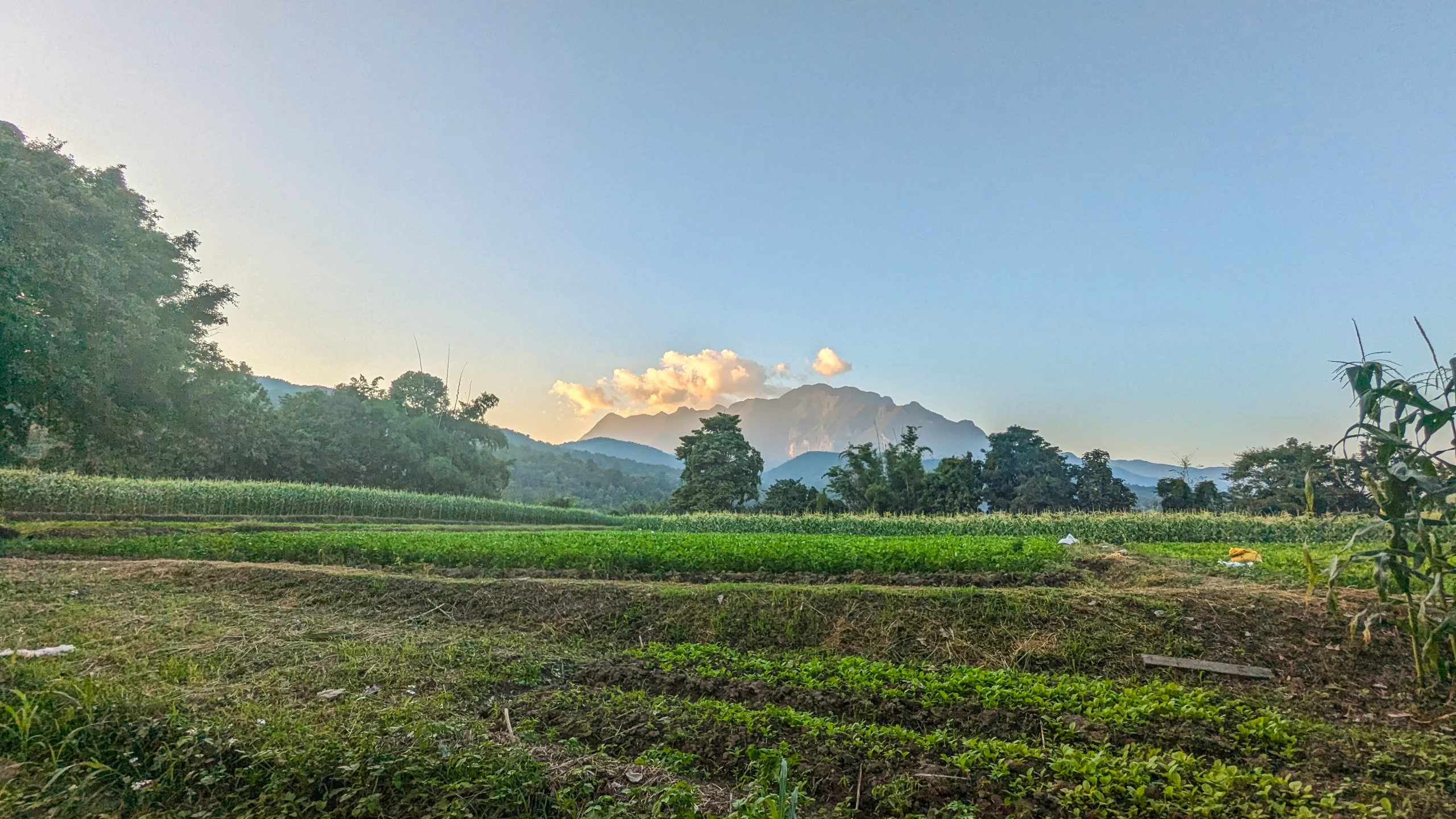 The image shows Doi Luang Chiang Dao in the background of a field at dusk