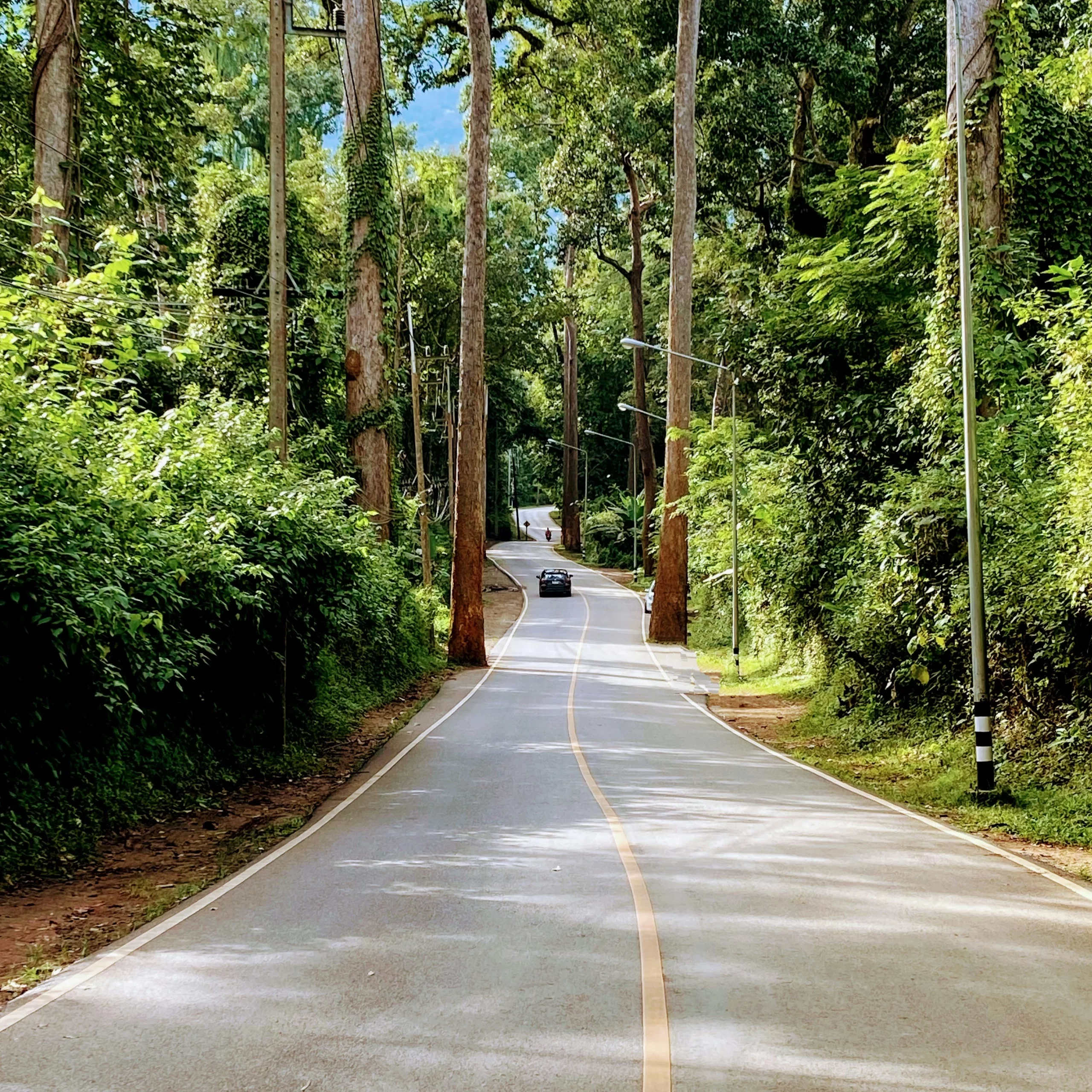 The image shows a car driving through the Giant Trees Valley in Chiang Dao - a popular photo spot