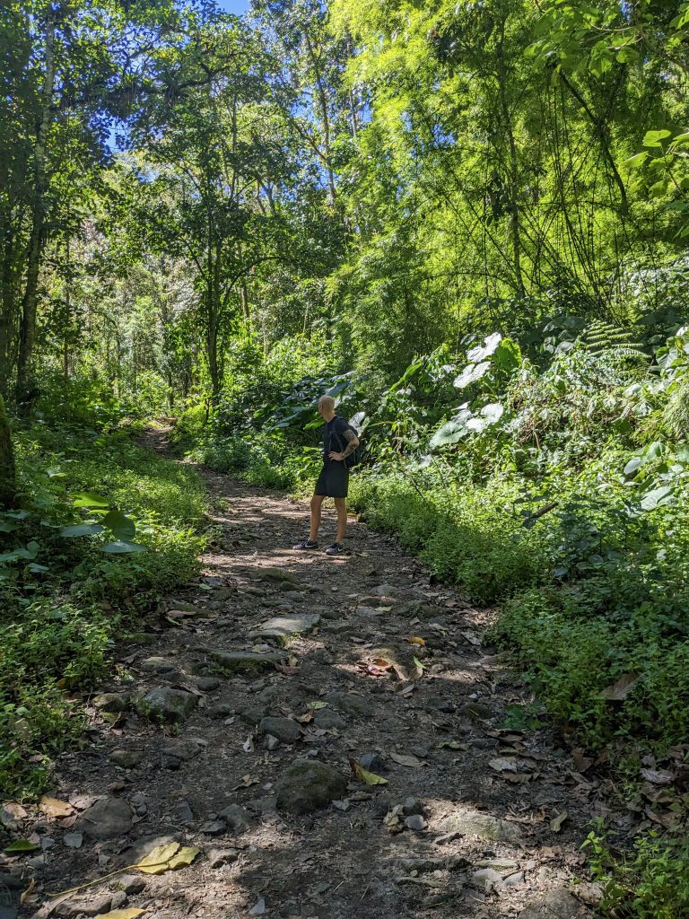 Hiker standing on a forest trail surrounded by dense greenery along the Lost Waterfalls Hiking Trail in Boquete, Panama
