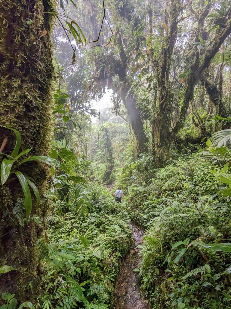 The dense cloud forest scenery along the El Pianista Hiking Trail near Boquete, with misty trees and overgrown foliage, is one of the reasons this trail if one of our top 5 hikes in Boquete